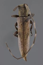  Cacostola bimaculata , male holotype specimen; © E.H. Nearns